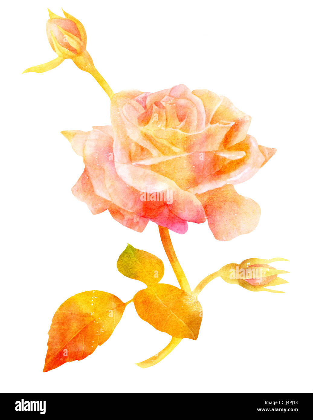 Ein Aquarell Zeichnung einer blühenden Rose, mit neue Knospen und Blätter, auf weißem Hintergrund im Stil von Vintage botanische Kunst, Golde Hand gemalt Stockfoto
