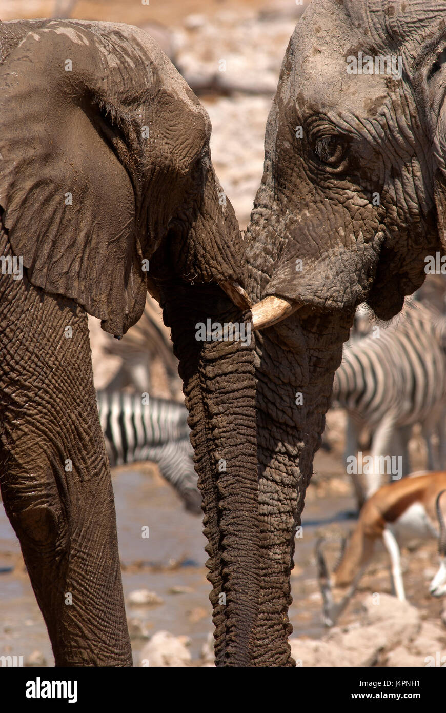 Elefanten Greetting jedes Otther in Okaukuejo Wasserloch, Etosha Nationalpark, Namibia Stockfoto