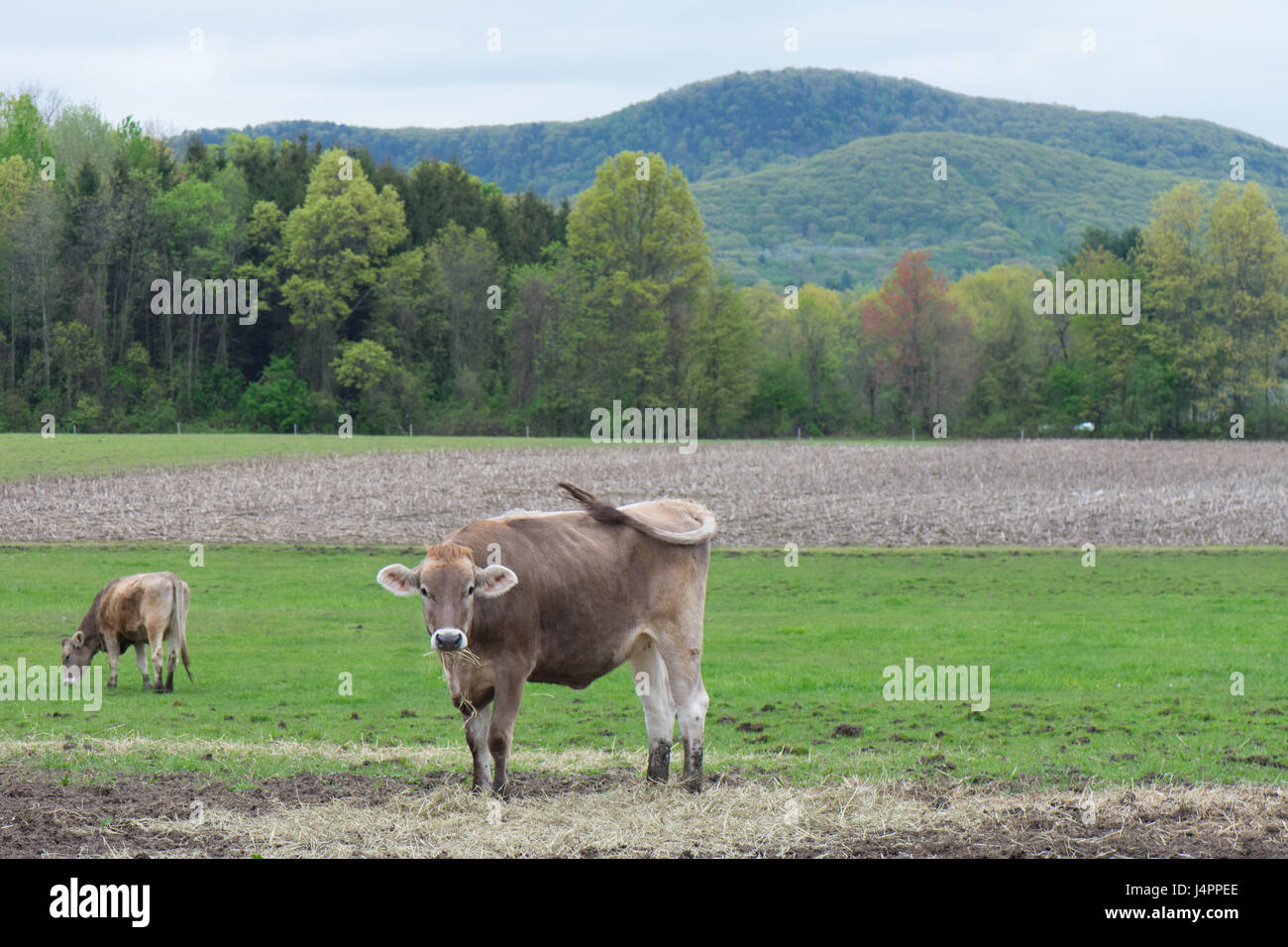 Eine junge Kuh, Rauschen die Rute in einer neu grüne Weide. Stockfoto