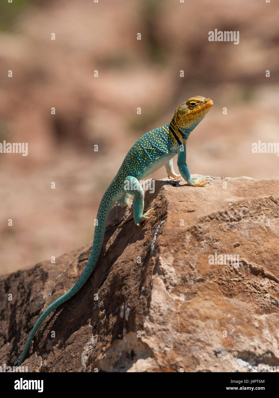 Eine männliche Collared Eidechse (Crotaphytus Collaris), ein gemeinsames Bewohner der Wüsten des amerikanischen Südwestens. Stockfoto