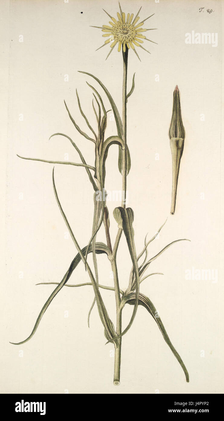 Tragopogon dubium, eine blühende Pflanzenart, die sich durch ihre botanischen Eigenschaften und Einteilung innerhalb des Pflanzenreiches auszeichnet. Stockfoto