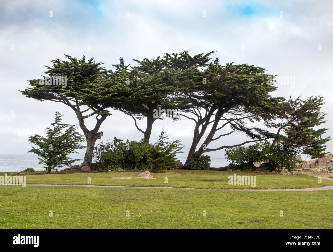 Eine Reihe von schiefen Baum zu Fuß Weg Stockfoto