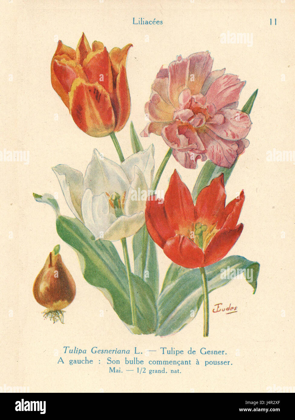 Tulipe, eine botanische Illustration von J. Eudes Gesner zeigt die Schönheit der Tulpenblüte, die weithin bekannt ist für ihre lebhaften Farben und ihre markante Blütenblattstruktur, die zur Klassifizierung der Pflanzenarten im 18. Jahrhundert beitrug. Stockfoto