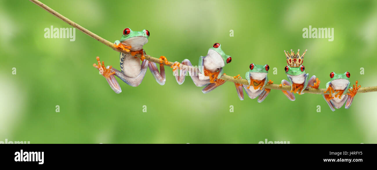 Viele, rote-Augen-Laub Frösche, Stiele, Klettern, Stockfoto