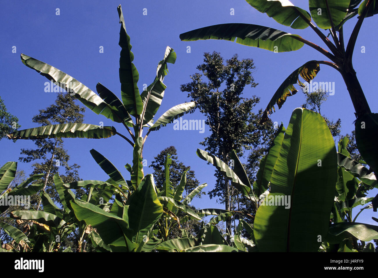 Costa Rica, Bribri, Bananenplantage, Stockfoto