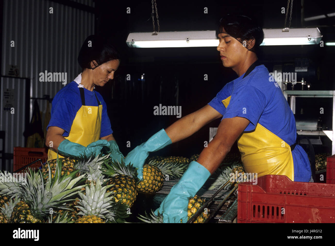 Costa Rica, Pital, Frauen, Ananas, Verarbeitung, Stockfoto Costa Rica, Pital, Frauen, Ananas, Verarbeitung, Stockfoto