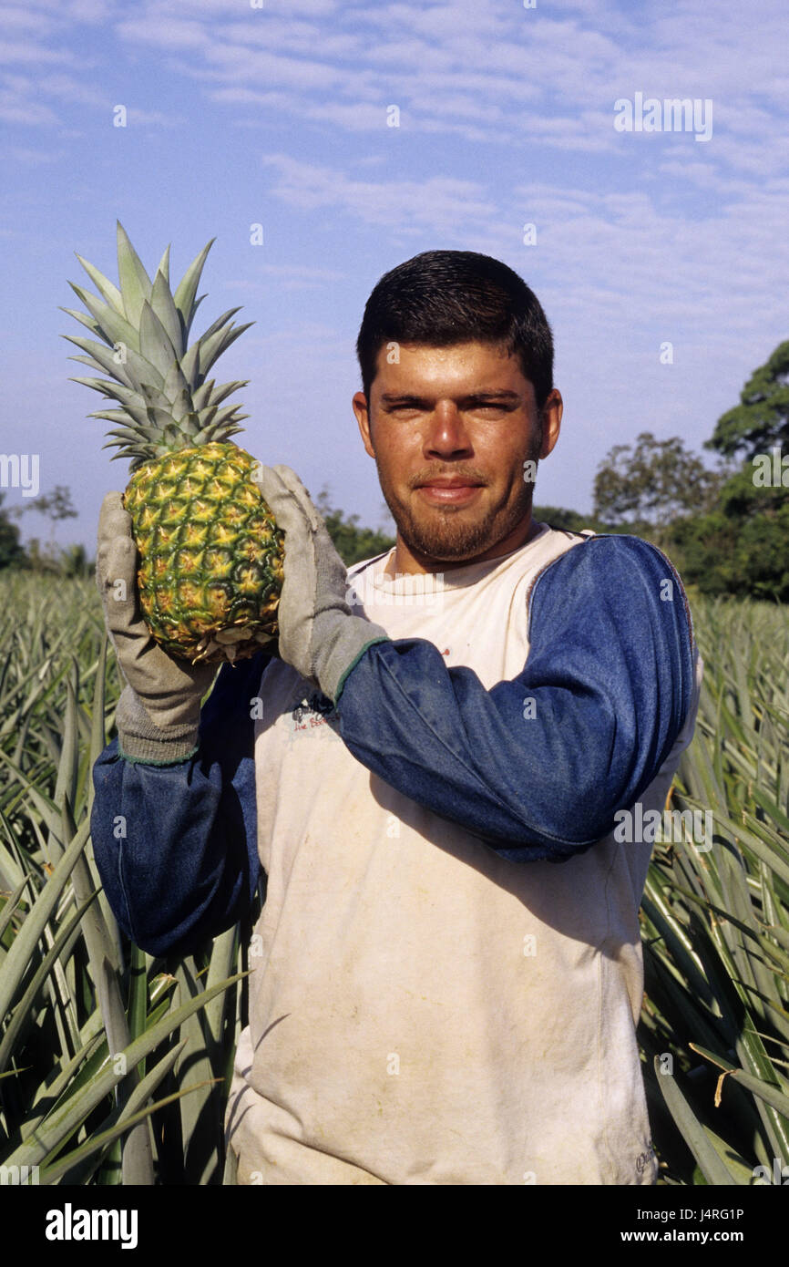 Costa Rica, Pital, Mann, Ananas, Ernte, Porträt, Stockfoto