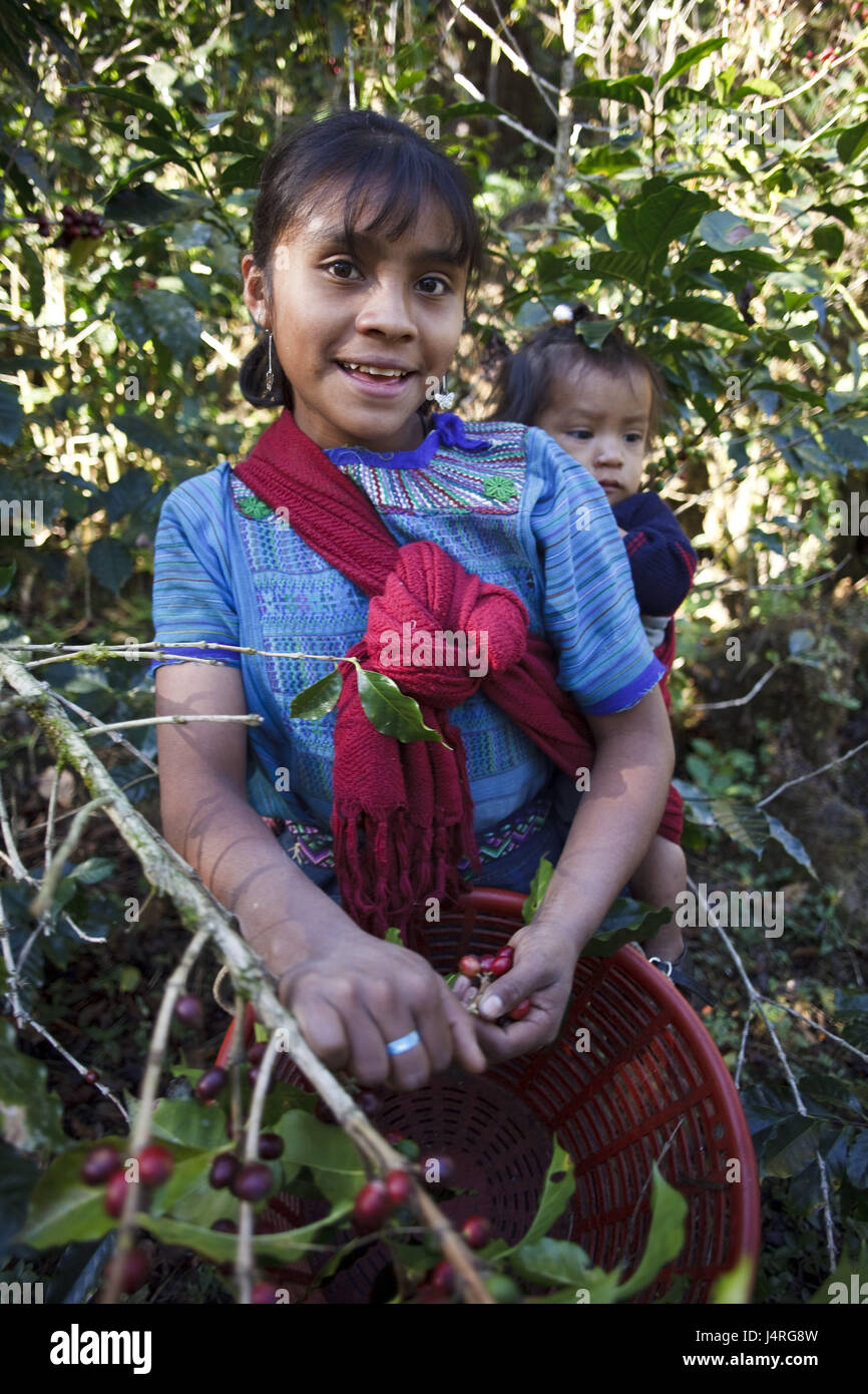 Guatemala, Jacaltenango, Mädchen, Kind, tragen, Kaffeebaum, Ernte, Stockfoto