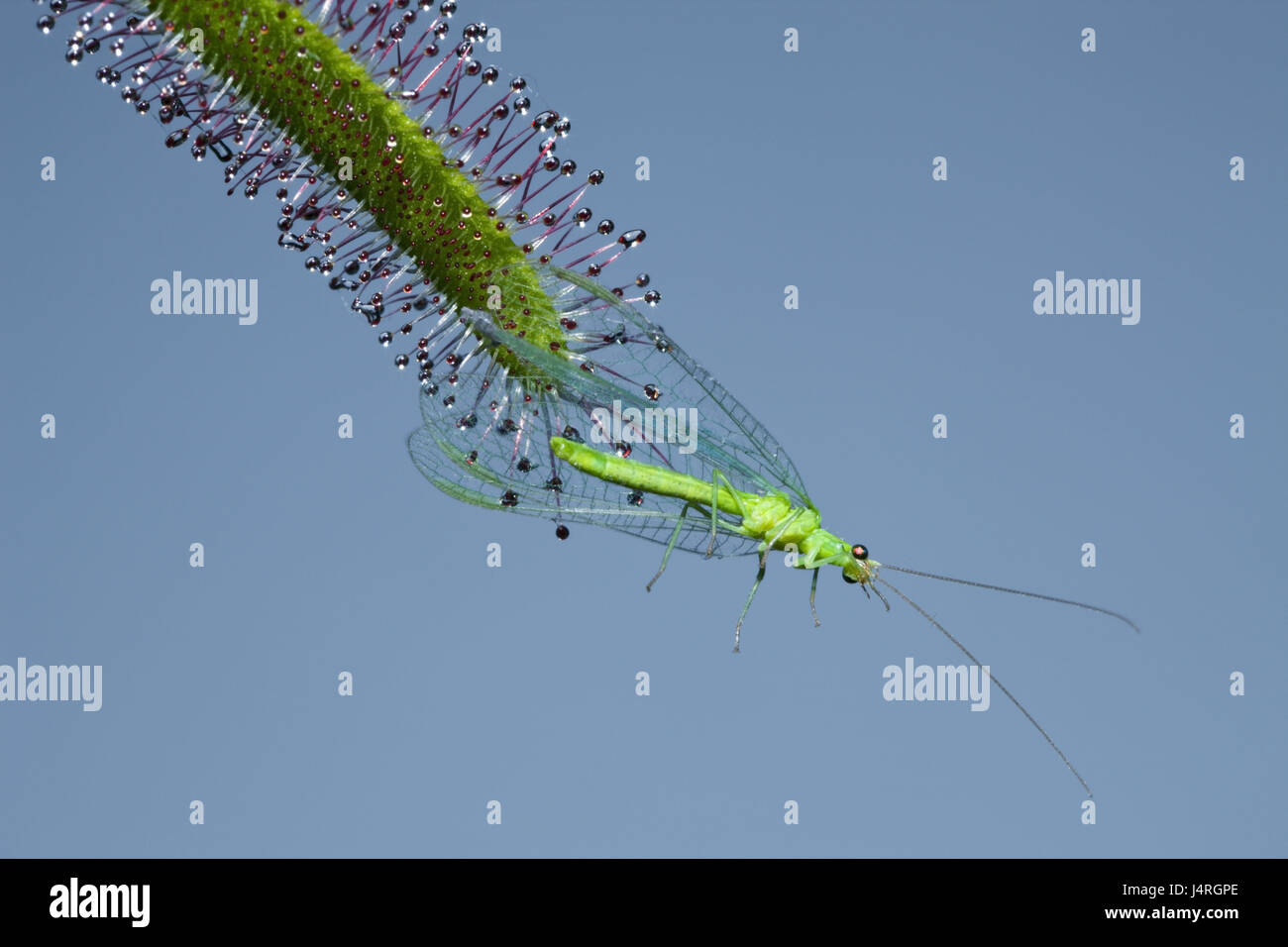 Zwerg Sonne Seil, fleischfressende Pflanze, Beute, gemeinsame Florfliege, Stockfoto