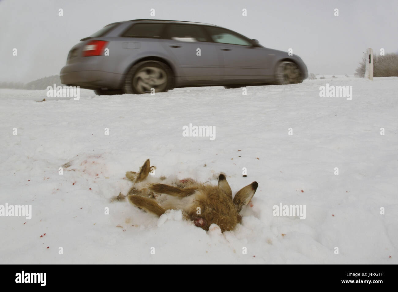 Wild Unfall, Auto, Hase, Kreuz, Straßenrand, Winter, Stockfoto