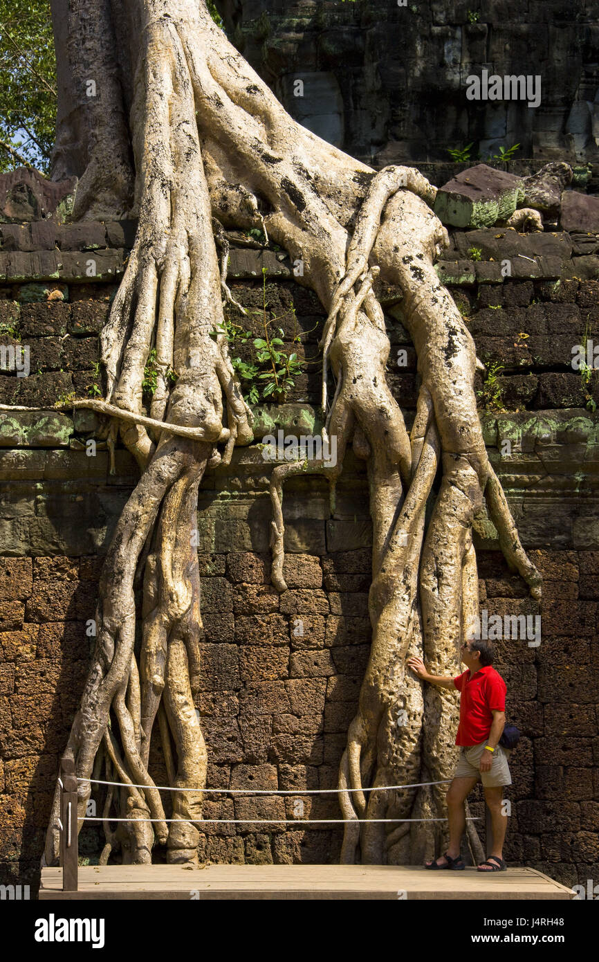 Kambodscha, Siem Reap, Angkor Wat, Ta Prohm Tempel, Gebäude, Baum, Wurzeln, Detail, Stockfoto
