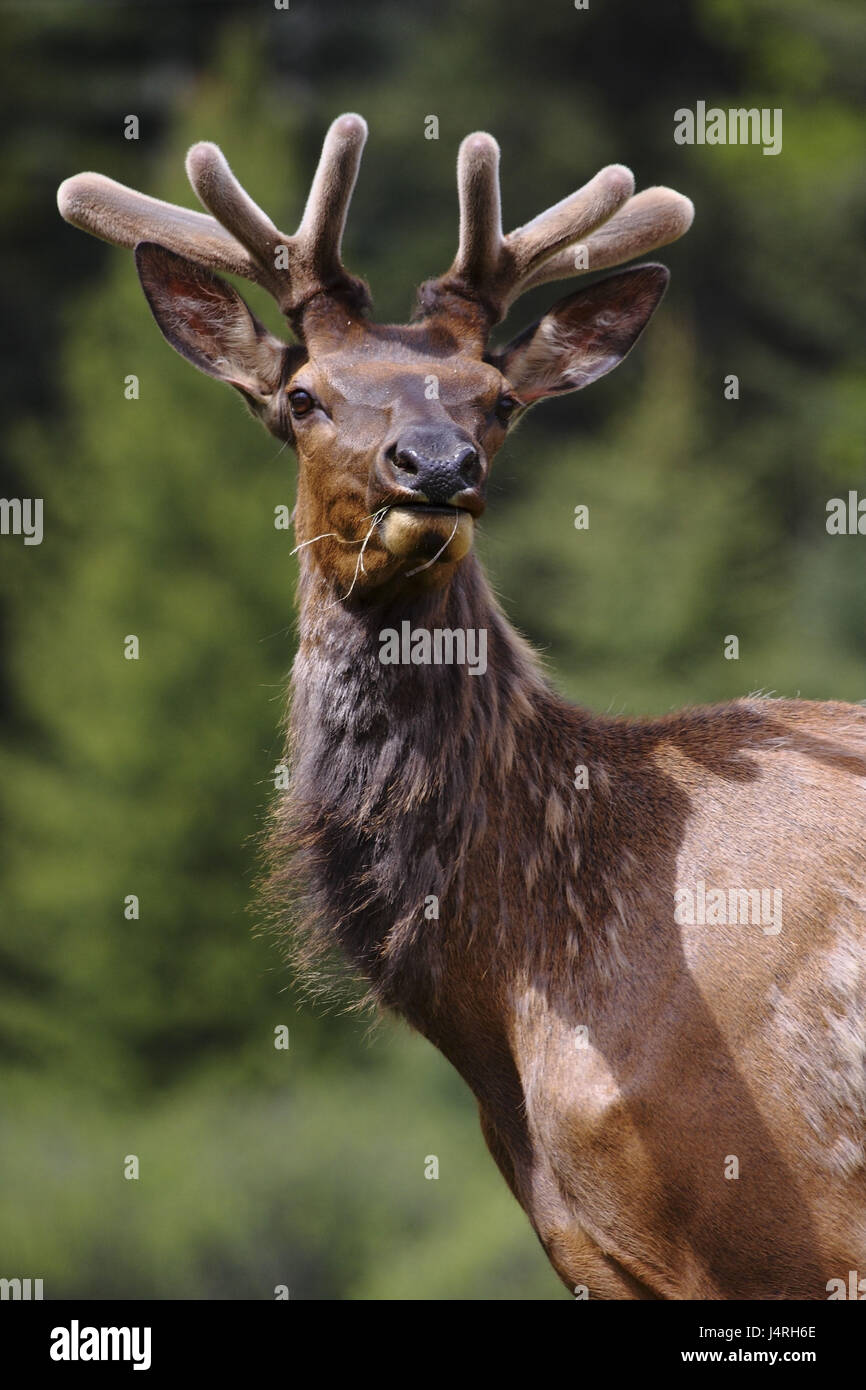 Wapiti-Hirsche, Cervus Canadensis, Männlich, junges Tier, Porträt, frontal, aufmerksamen Blick, Kanada, Alberta, bundesweit Banff Park, Stockfoto