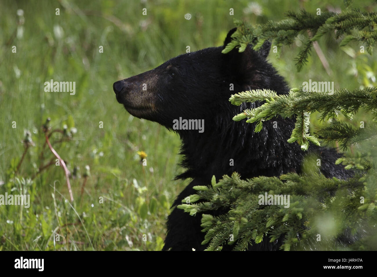 Amerikanischen Schwarzbären, Ursus Americanus, Porträt, Lauffläche, sitzend, junges Tier, Kanada, Alberta, Jasper-Nationalpark, Stockfoto