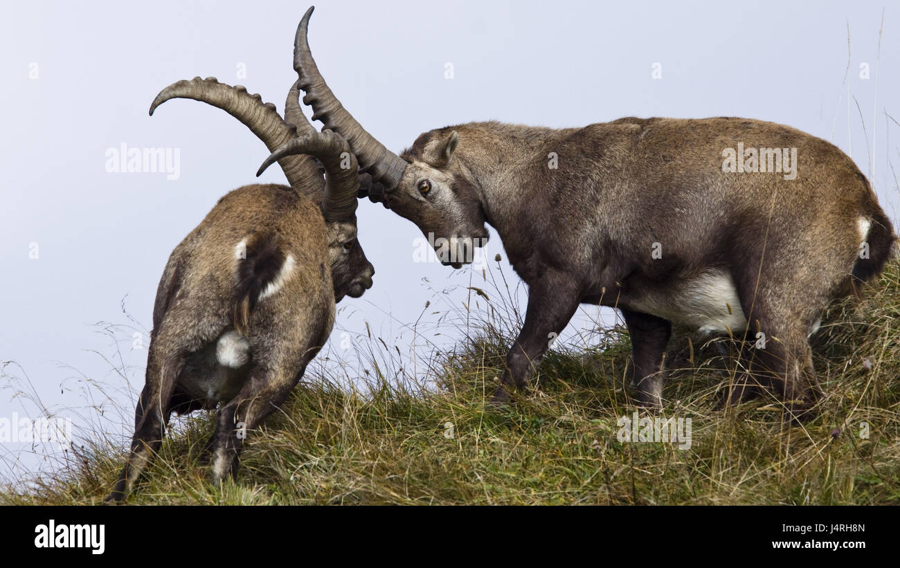 Alp Steinböcke, Capra Ibex, Kampf, Voltigieren Pferde, zwei, Männlich, Bezirk-Kampf, Alpine Rasen, Stockfoto