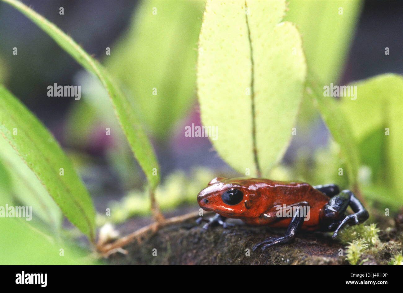 Dendrobates Pumilio, Erdbeer Frosch, ausgewachsenen, Erwachsener, Blätter, sitzen, Natur, Tierwelt, Tier, wilden Tier, Amphib, Amphibien, Amphibien, Frosch Amphibie, Anura, Frosch, vergiften Pfeil Frosch, giftig, Blätter, grün, bunt, bunt, rot, schön, schön, exotisch, likes, Amerika, Mittelamerika, Costa Rica, Sarapiqui, Stockfoto