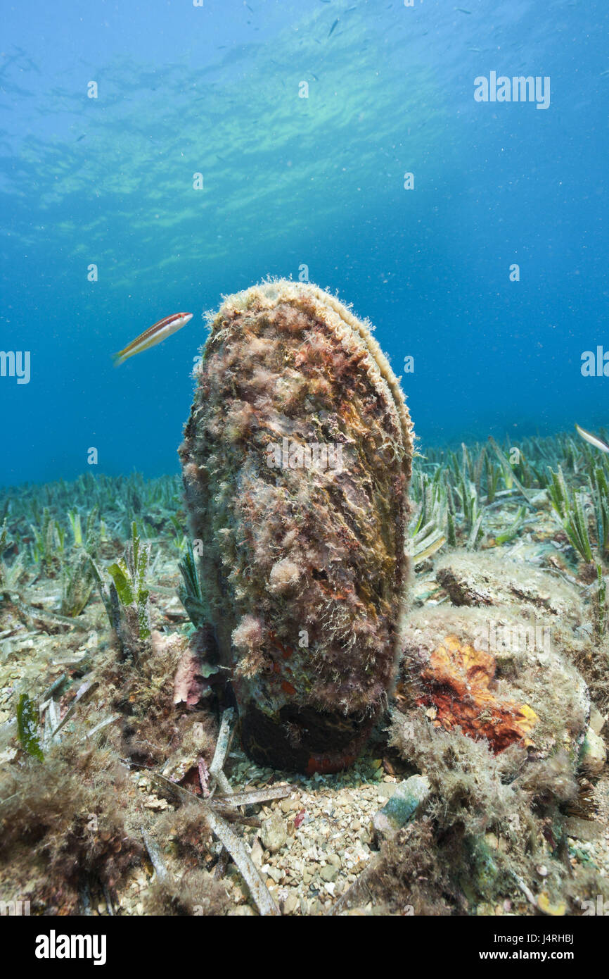 Große Steckmuschel, Pinna Nobilis, Les Ferranelles, Medes-Inseln, Costa Brava, Mittelmeer, Spanien, Stockfoto