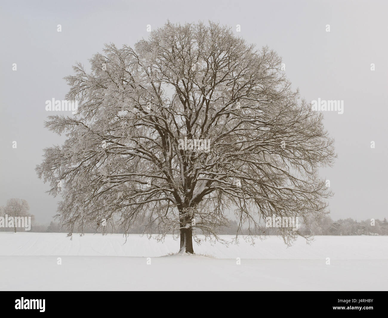 Wiese, Baum, Eiche, Winter, Stockfoto