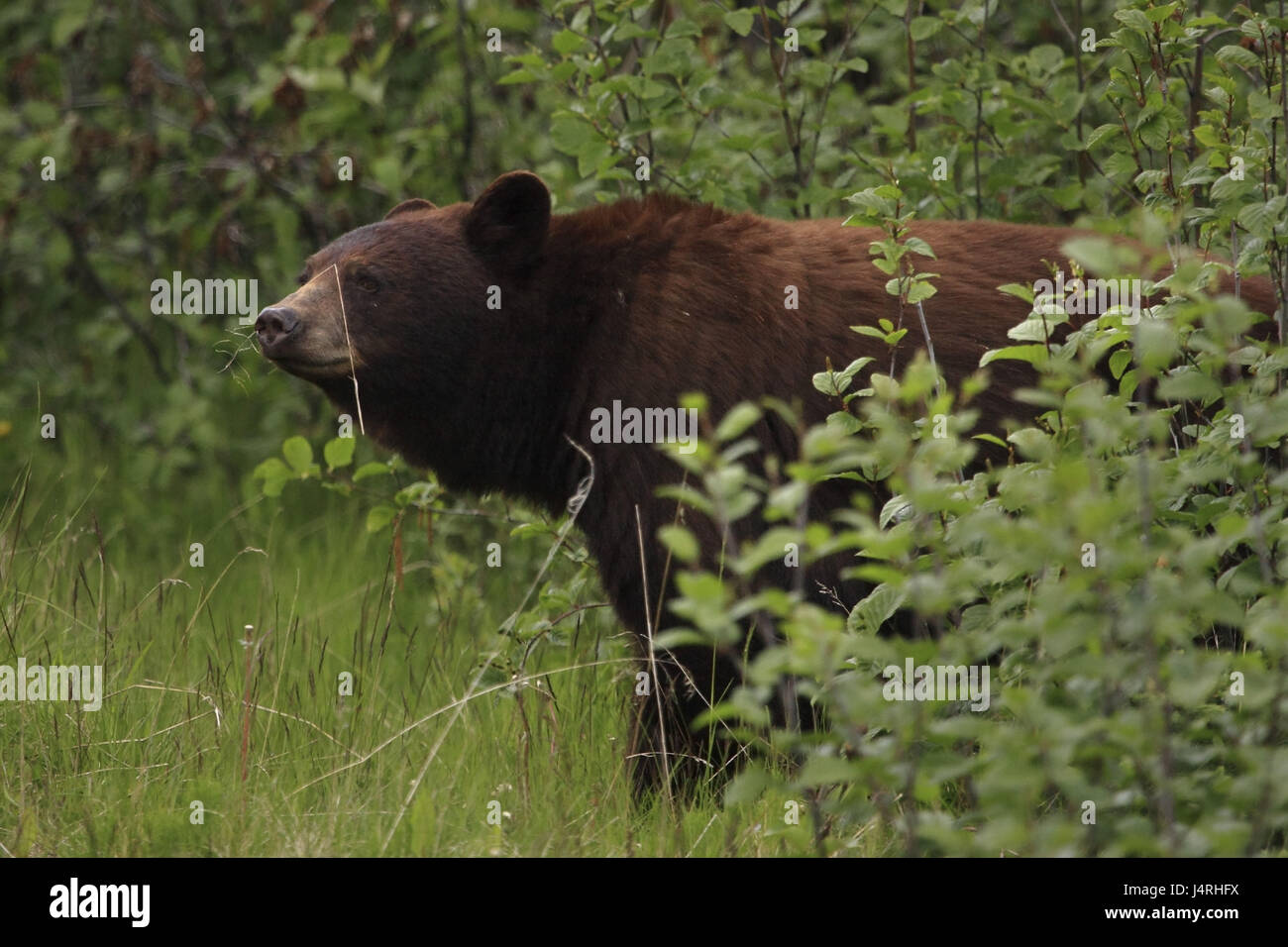 Amerikanischen Schwarzbären, Ursus Americanus, rötlich-braune Variante, an der Seite, vertikal, Rasen, Sträucher, Kanada, Alberta, Jasper-Nationalpark Stockfoto