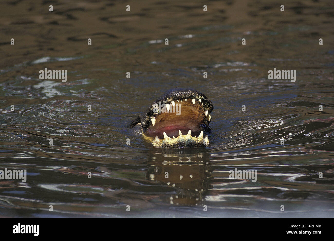 Amerikanischer Alligator, Alligator Mississipiensis, Wasseroberfläche, Mund offen, Florida, Stockfoto