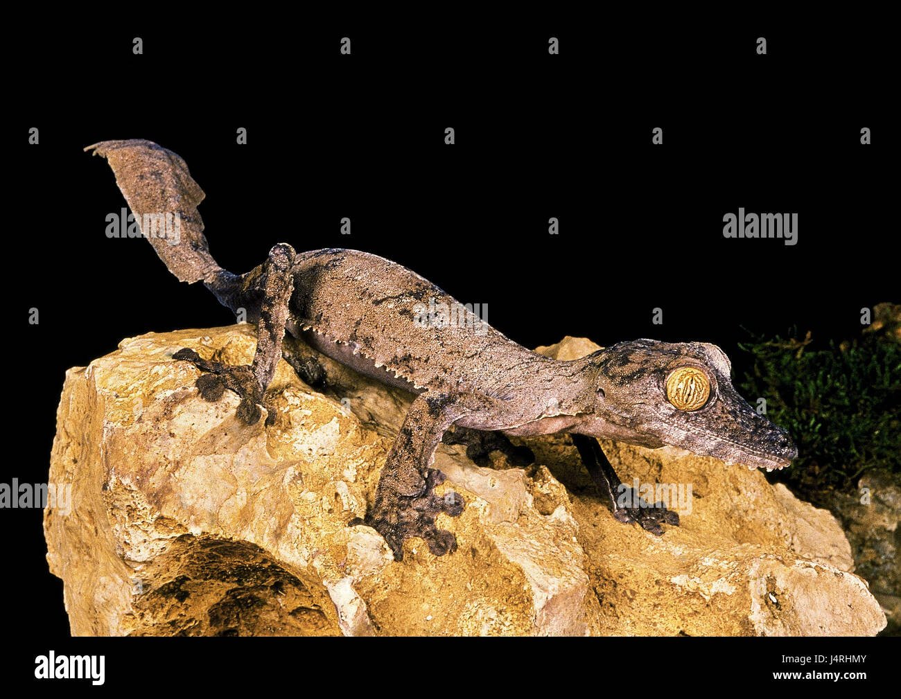 Flache Heck Gecko Uroplatus Fimbriatus, Stein, Stockfoto