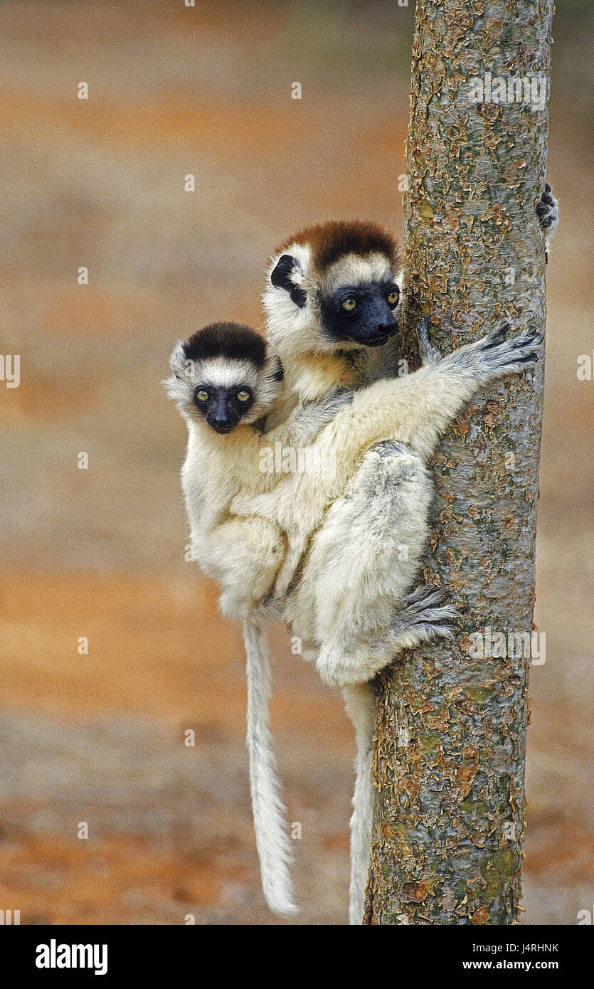 Verreaux Sifaka, Propithecus Verreauxi, Weibchen, Jungtier, zurück, Madagaskar, Stockfoto
