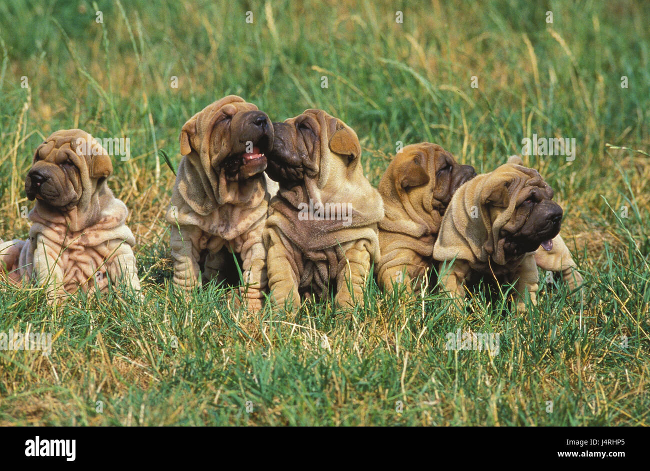 Shar Pei Hunde, Welpen, Wiese, sitzen, Stockfoto