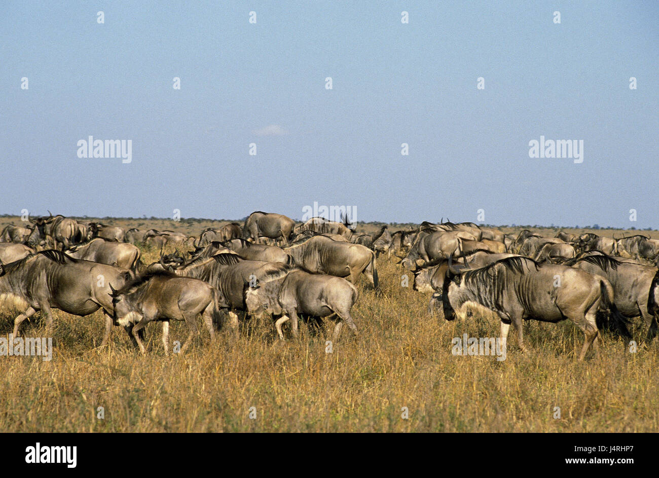Film-Gnus, Connochaetes Taurinus, Wanderung, Masai Mara Park, Kenia, Stockfoto