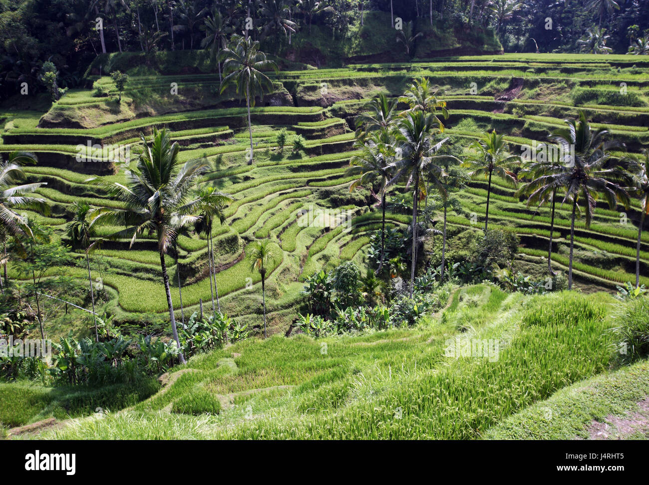 Indonesien, Bali, Insel, Tegalalang, Reisen, Terrassen, Landwirtschaft, Alltag, Wirtschaft, Kultur, Landschaft, Stockfoto