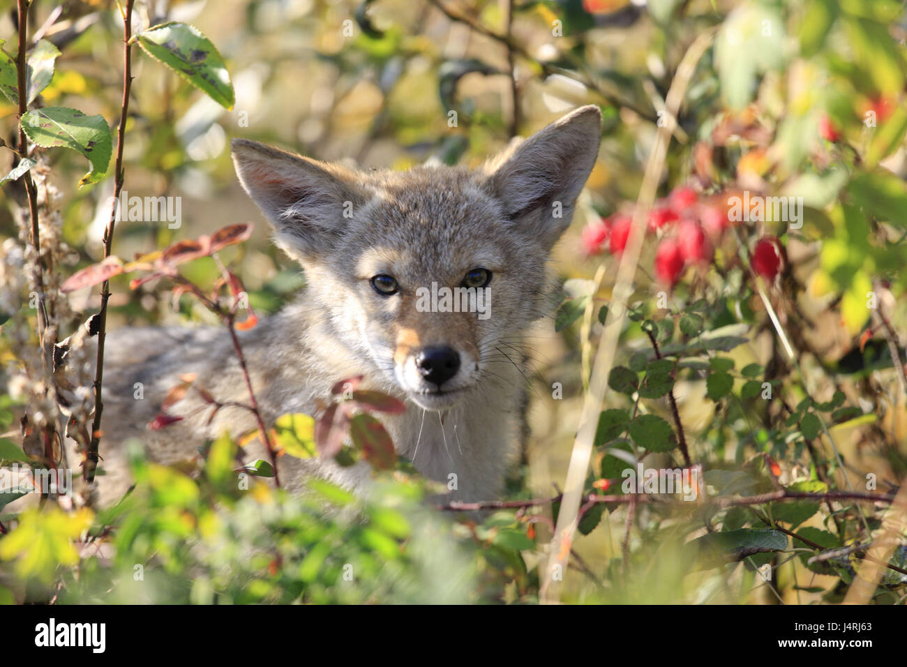 Nordamerika, Kanada, Yukon-Territorium, Yukon Territory, Klondike Highway, Coyote, Canis Latrans, Stockfoto