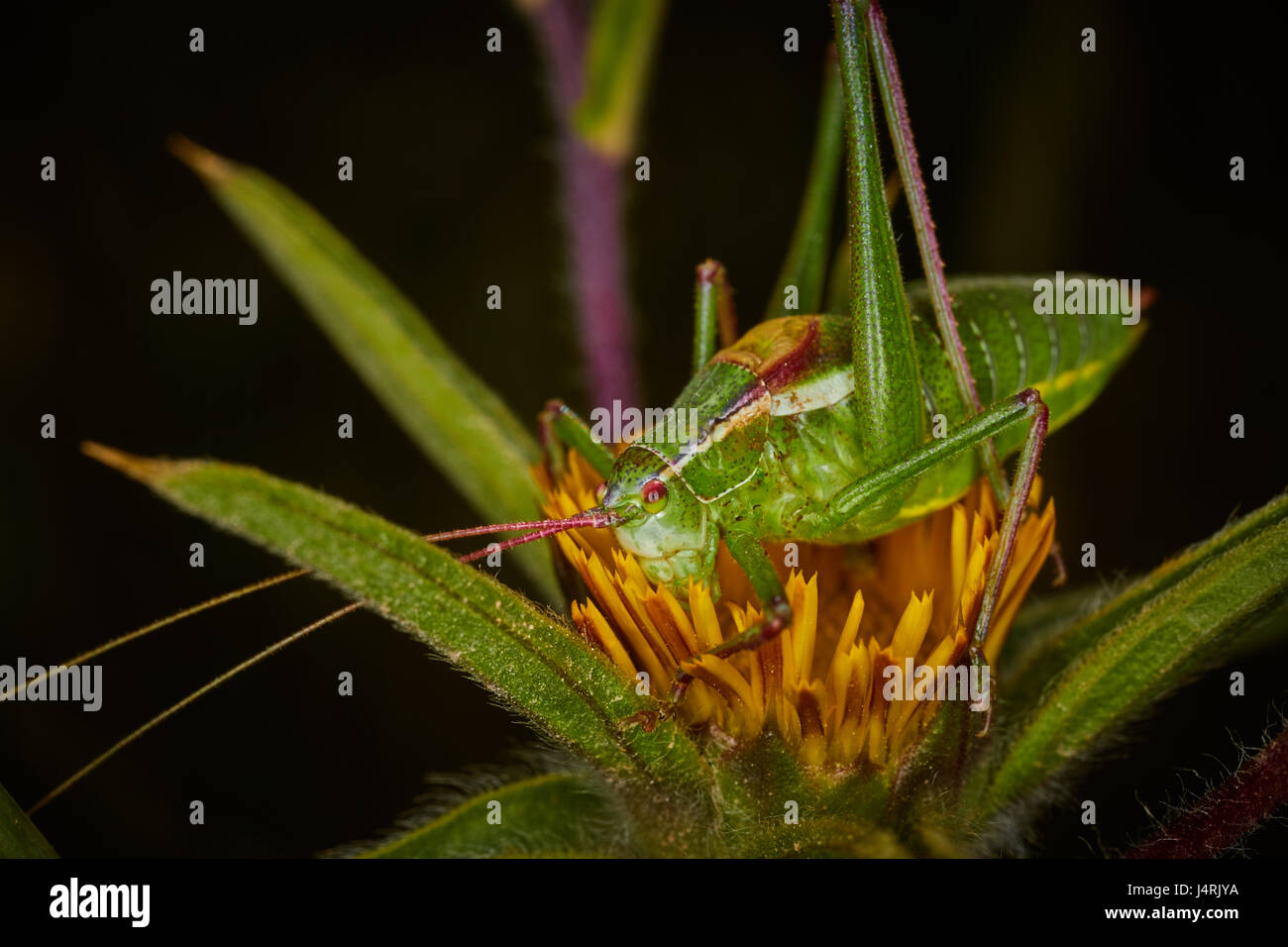 Isophya Bush Cricket auf eine gelbe Blume Stockfoto