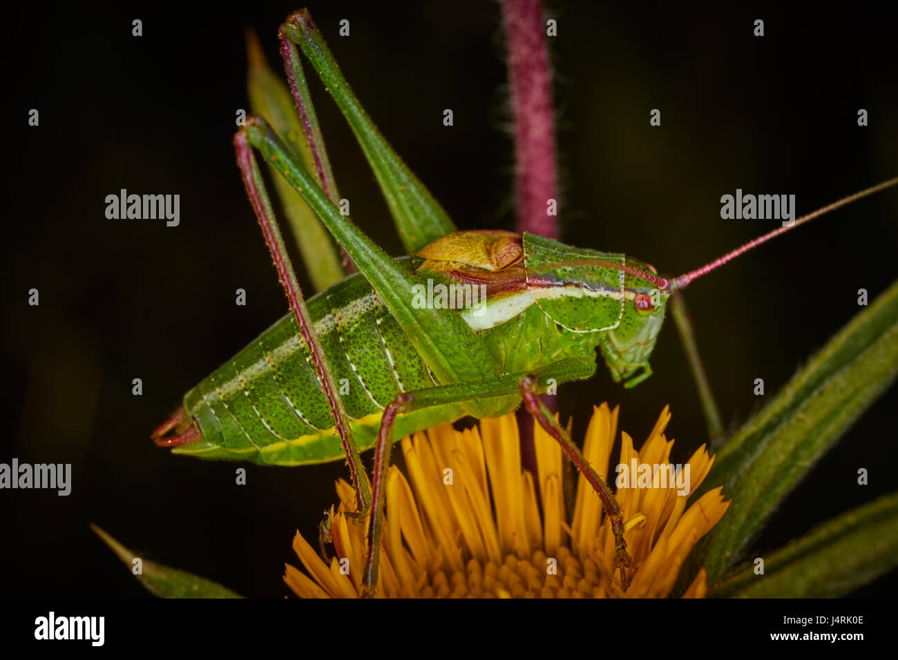 Isophya Bush Cricket auf eine gelbe Blume Stockfoto