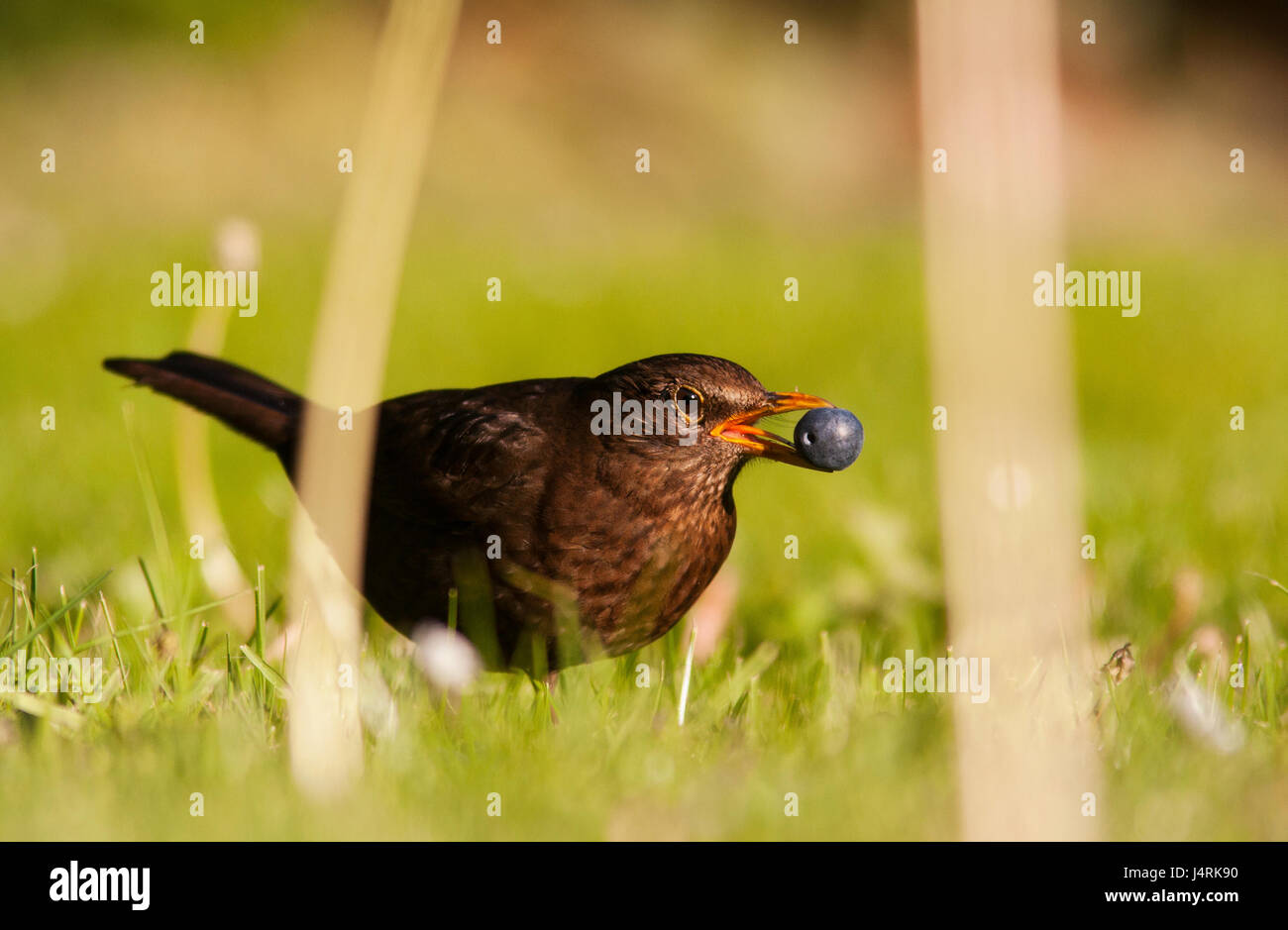 Foto von Jamie Callister ©. Weibliche Amsel packt eine Heidelbeere, Ruthin, Denbighshire, Nord-Wales, 4. Mai 2017. Stockfoto