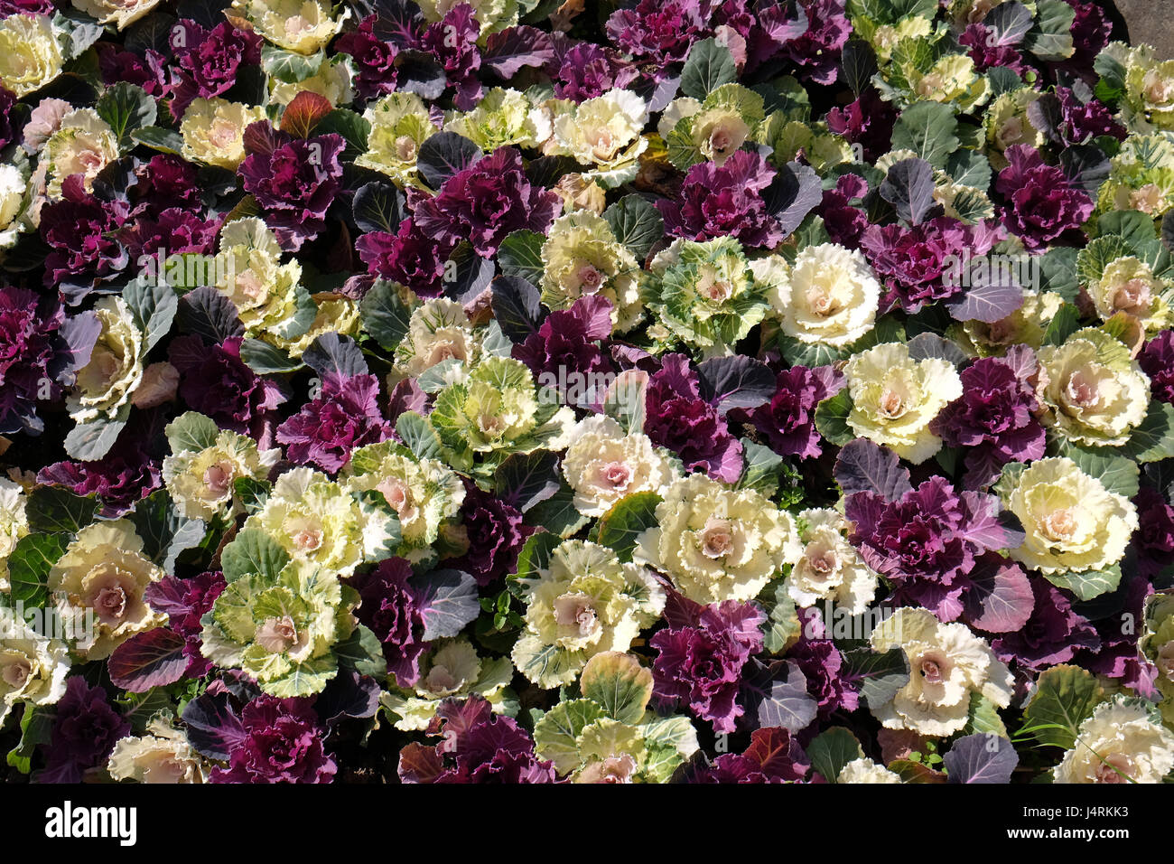 Schöne bunte Grünkohl-Blumen-Muster auf der Wand Hintergrund in Shanghai, China, 27. Februar 2016. Stockfoto