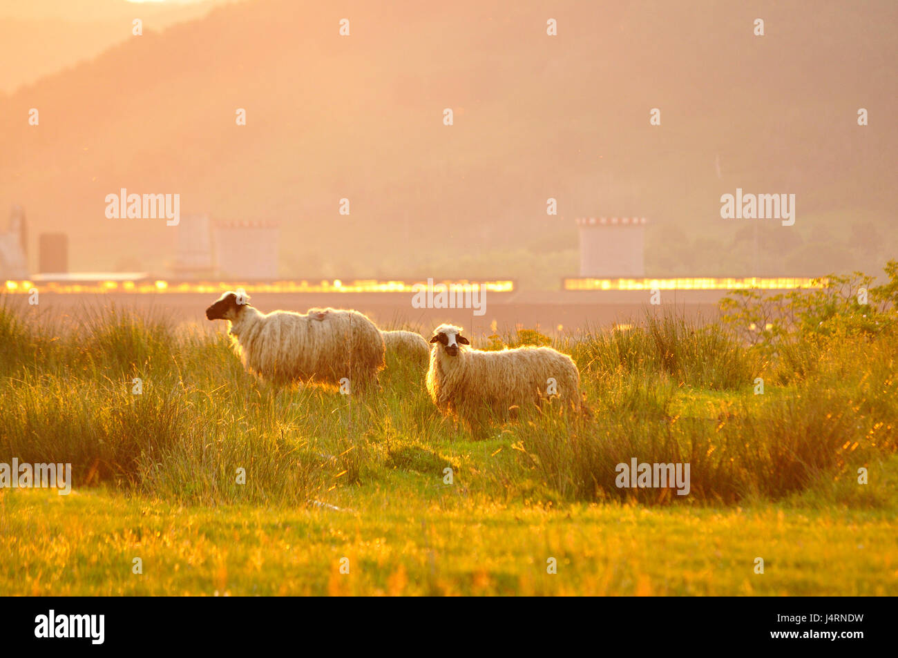 Schafbeweidung in einer wunderschönen Landschaft. Sommer warme Abendlicht Stockfoto