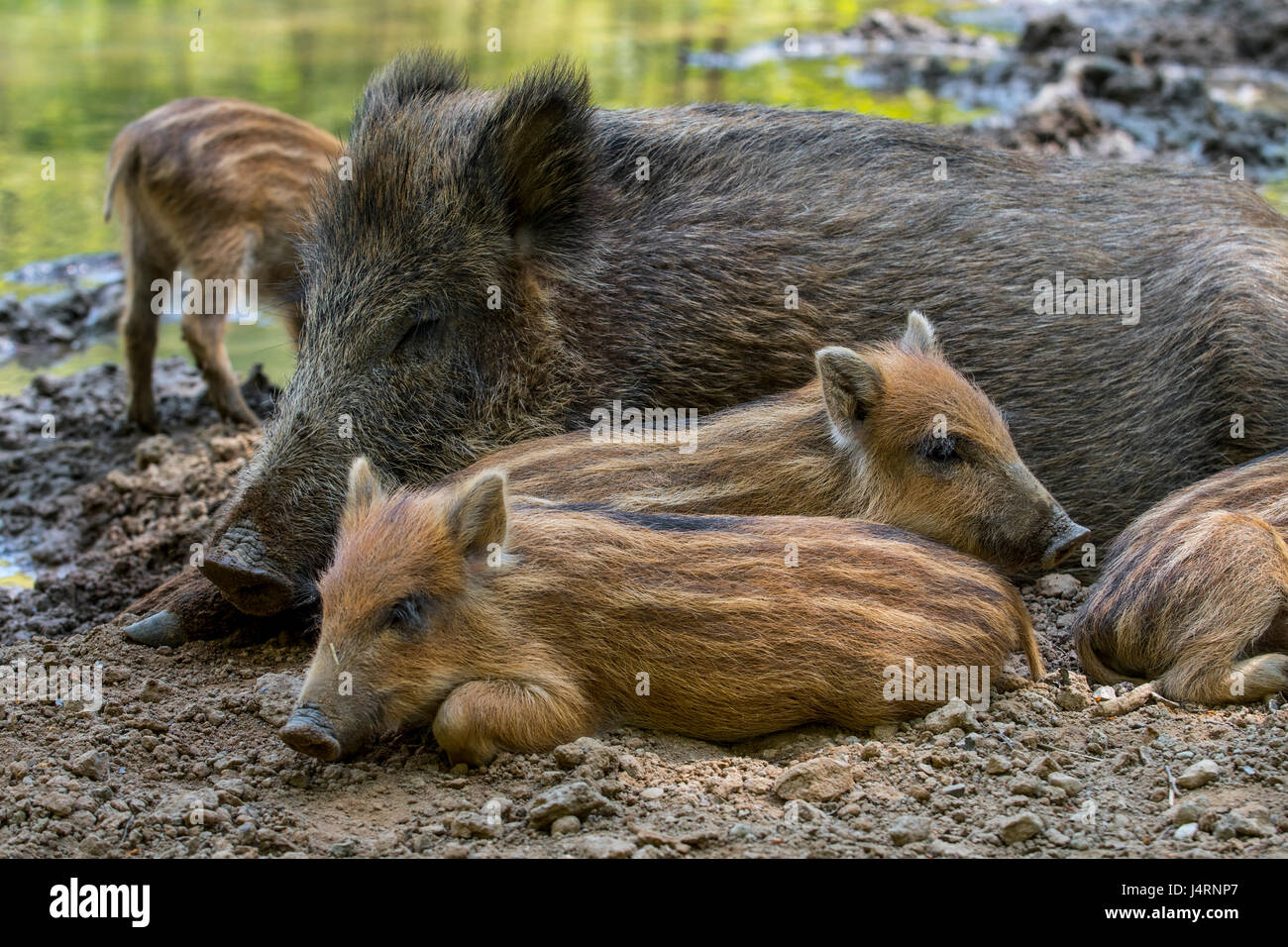 Wildschwein (Sus Scrofa) Sau mit Ferkel schlafen im Schlamm im Frühjahr Stockfoto Wildschwein (Sus Scrofa) Sau mit Ferkel schlafen im Schlamm im Frühjahr Stockfoto