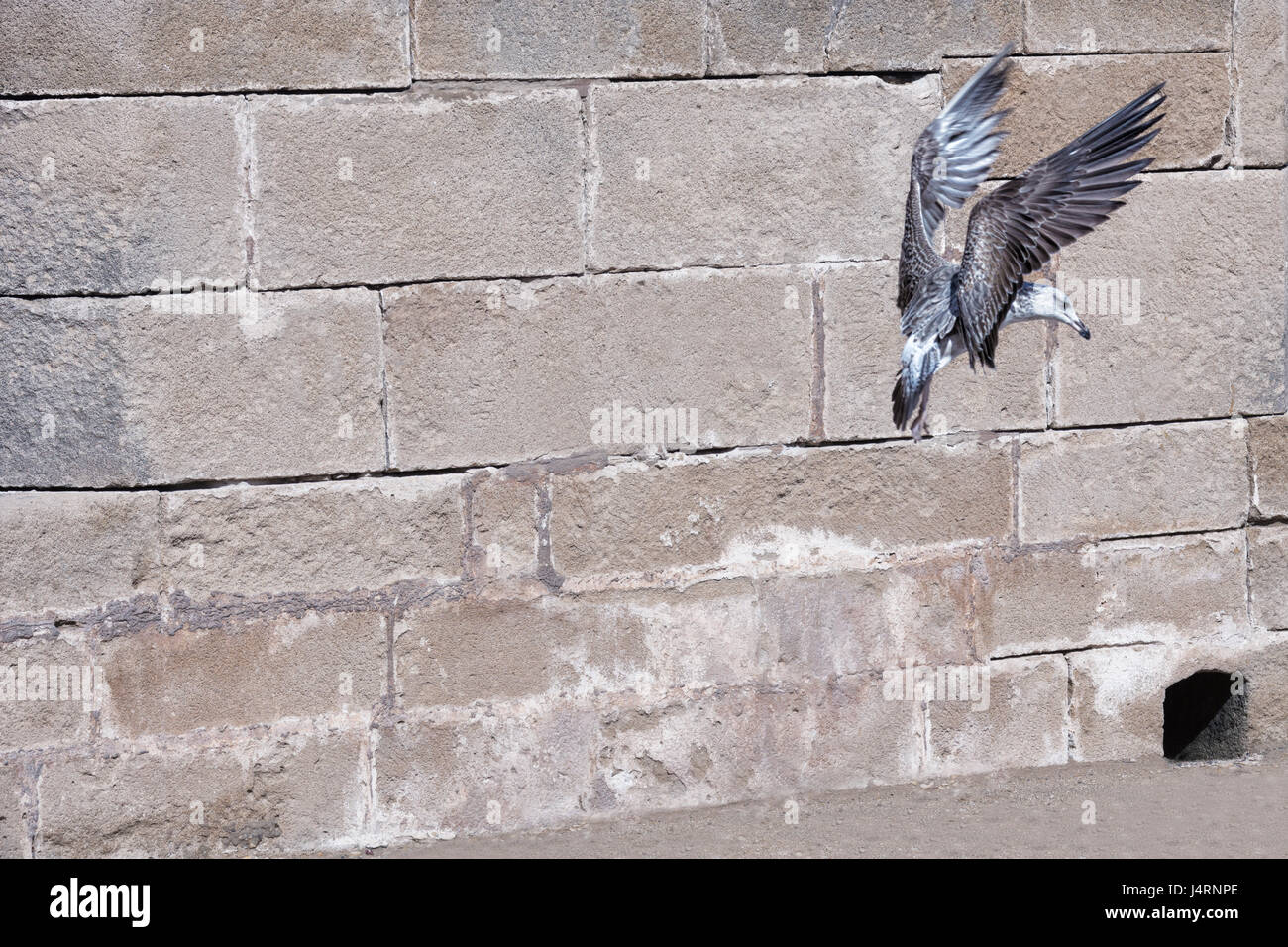 Möwe mit ausgebreitet Flügel gegen eine Mauer. Stockfoto