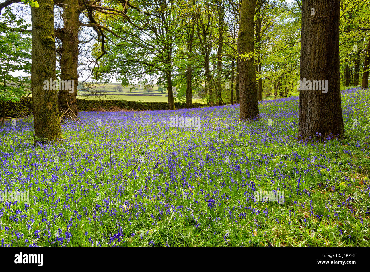 Glockenblumen in Strid Wood, in der Nähe von Bolton Abbey, Yorkshire Dales National Park, North Yorkshire, England, UK Stockfoto