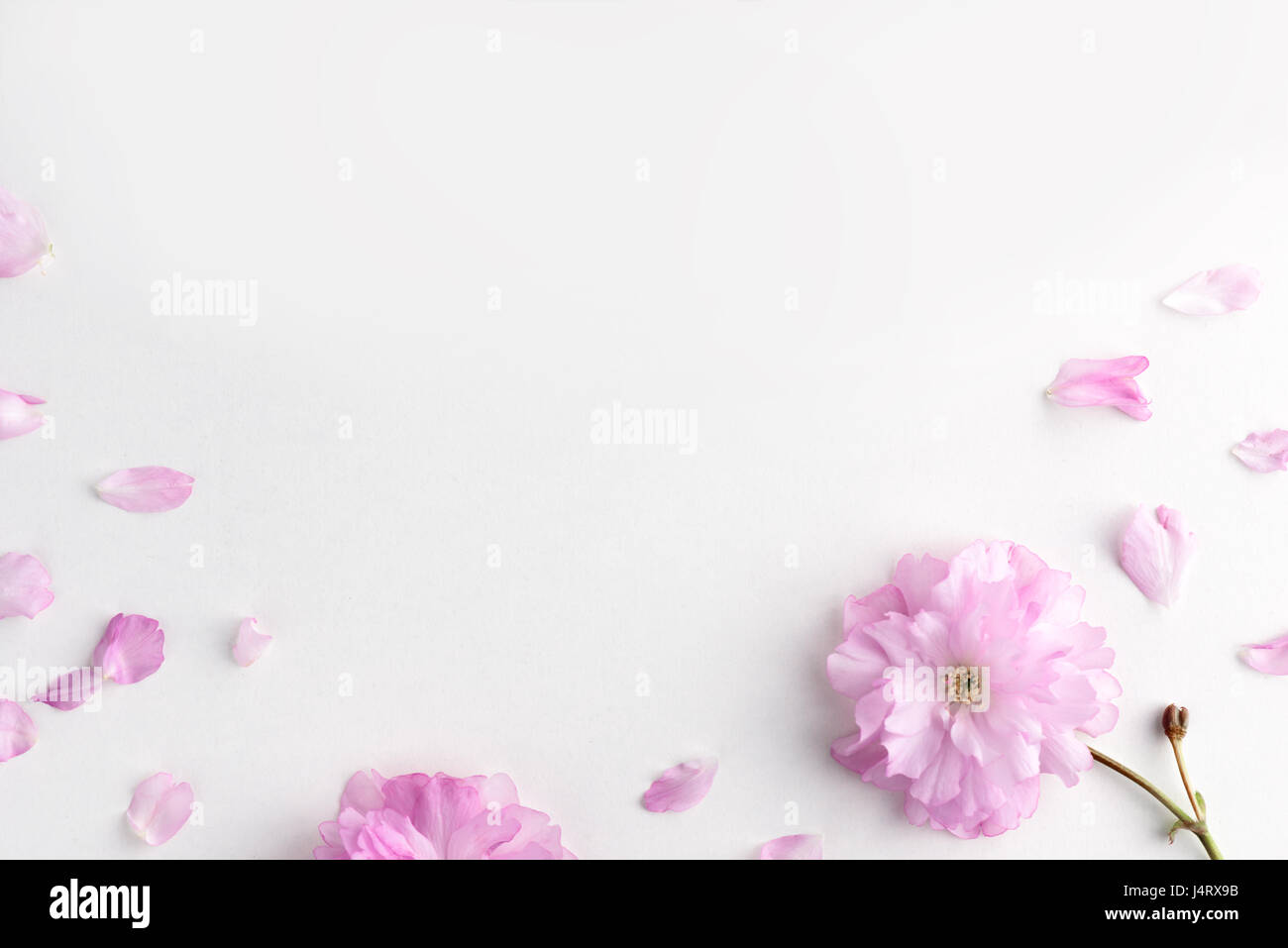 Sakura Blumen und Blütenblätter auf weißen Tisch. Flache Laien Stil. Einsetzbar wie der Hintergrund Stockfoto
