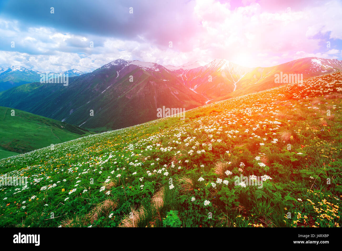 Erstaunliche weiße Blüten im Sommer. Dramatischer Himmel und farbenprächtigen Sonnenuntergang Stockfoto