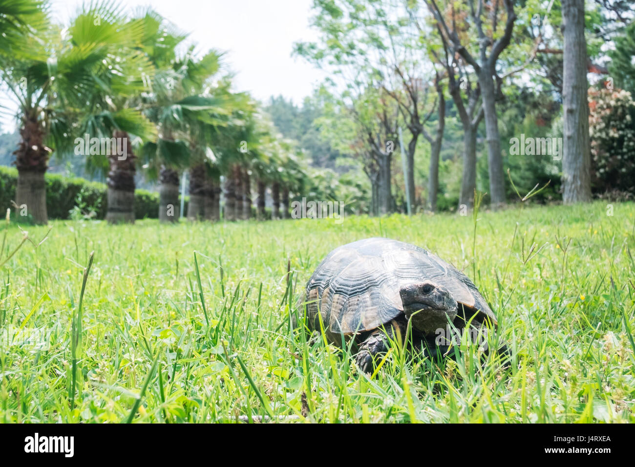 Große alte Schildkröte im Rasen. Sommergarten im sonnigen Tag Stockfoto