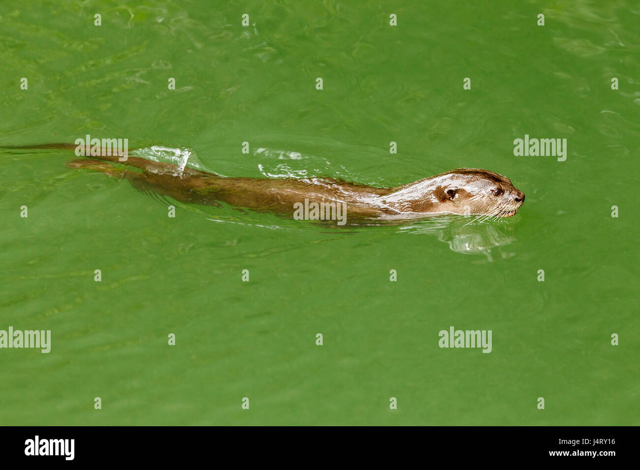 Glatt beschichtet Fischotter (Lutrogale Perspicillata) schwimmen in einem Mangroven-Fluss, Singapur Stockfoto