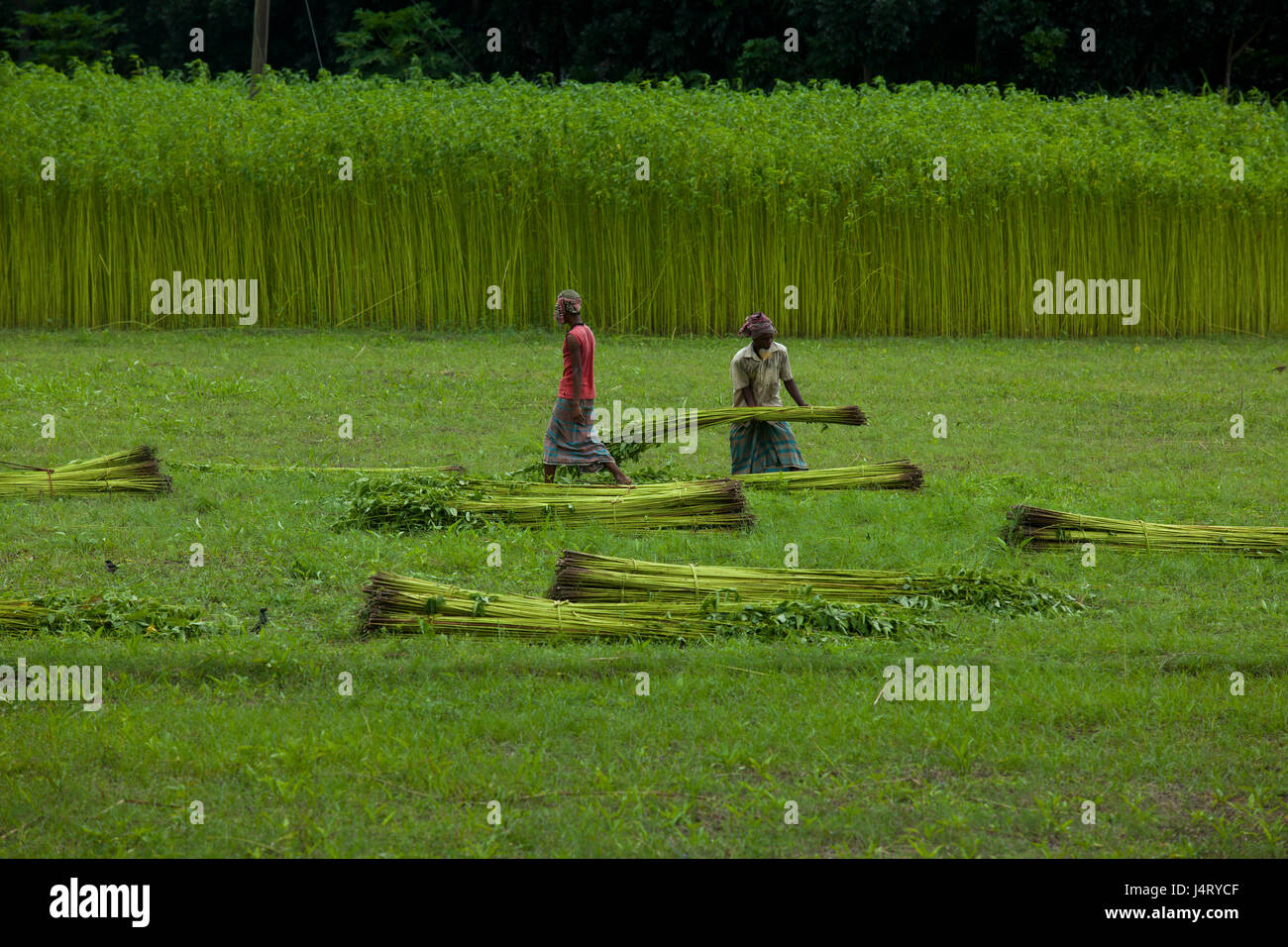 Bauern arbeiten auf Jute Feld Bhanga. Faridpur, Bangladesch. Stockfoto