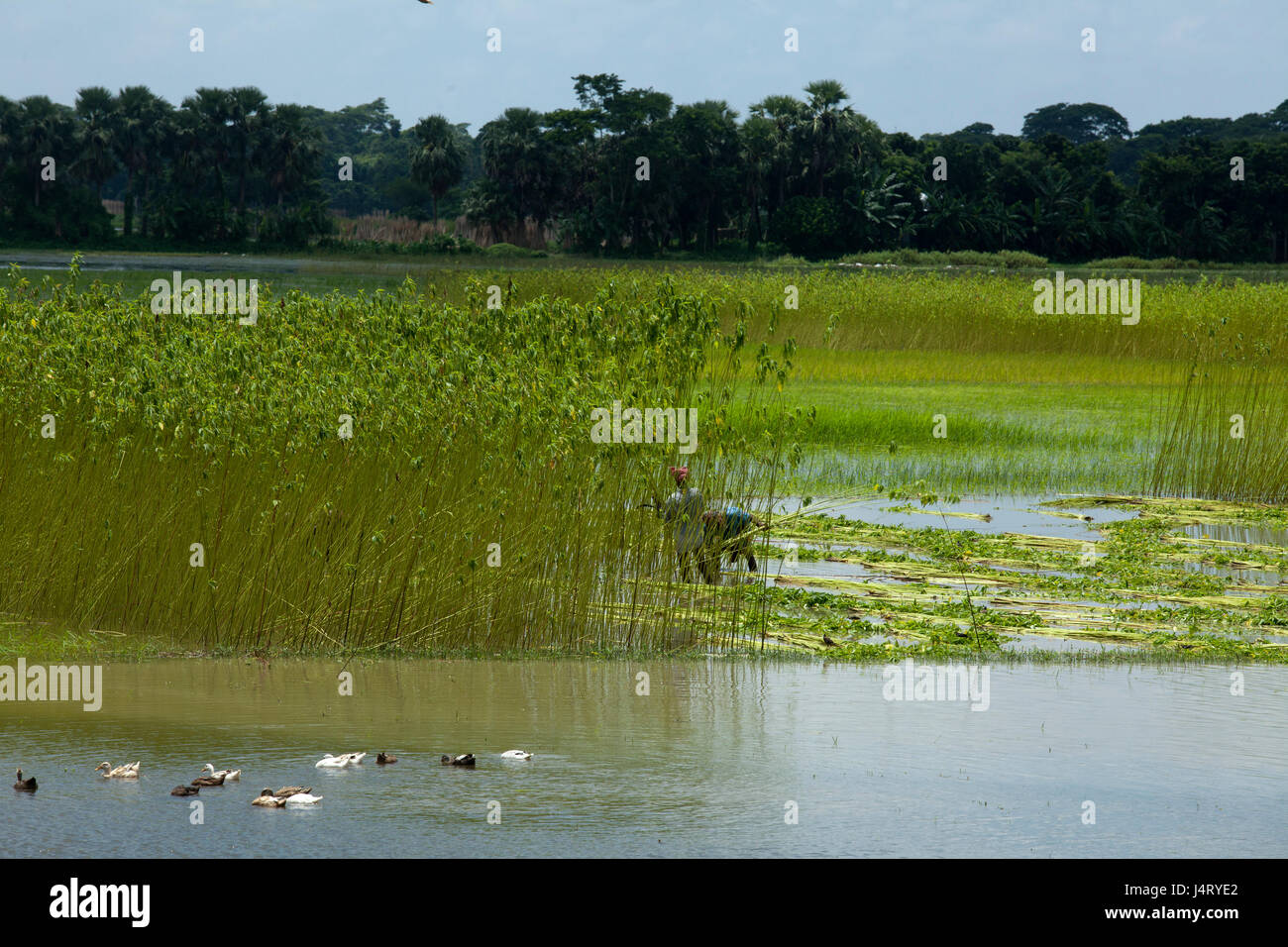 Ein Jute-Feld bei Bhanga. Faridpur, Bangladesch. Stockfoto