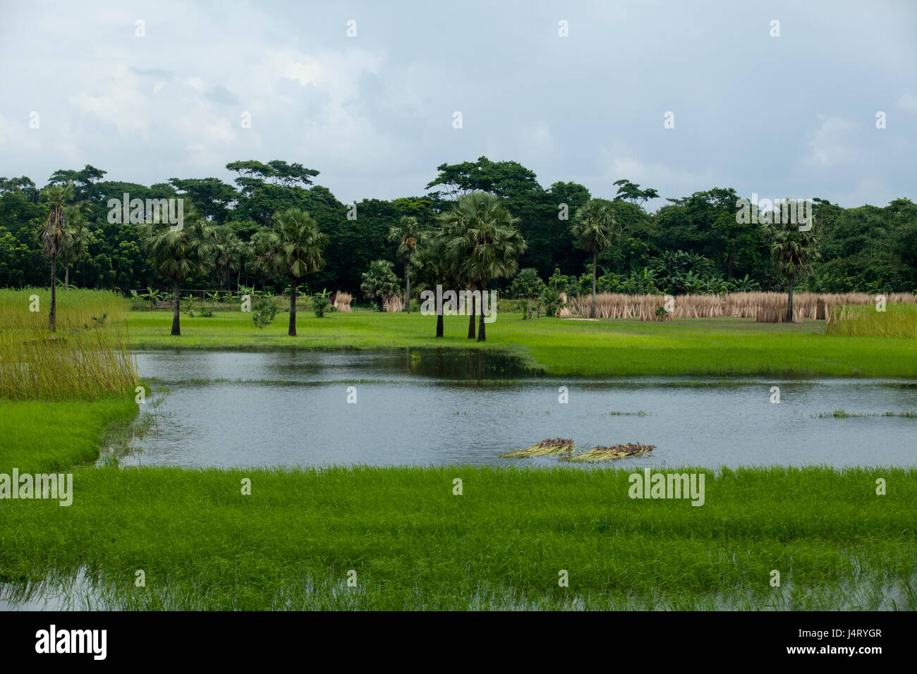 Eine landschaftliche Schönheit der ländlichen Bangladesh an Bhanga. Faridpur, Bangladesch. Stockfoto