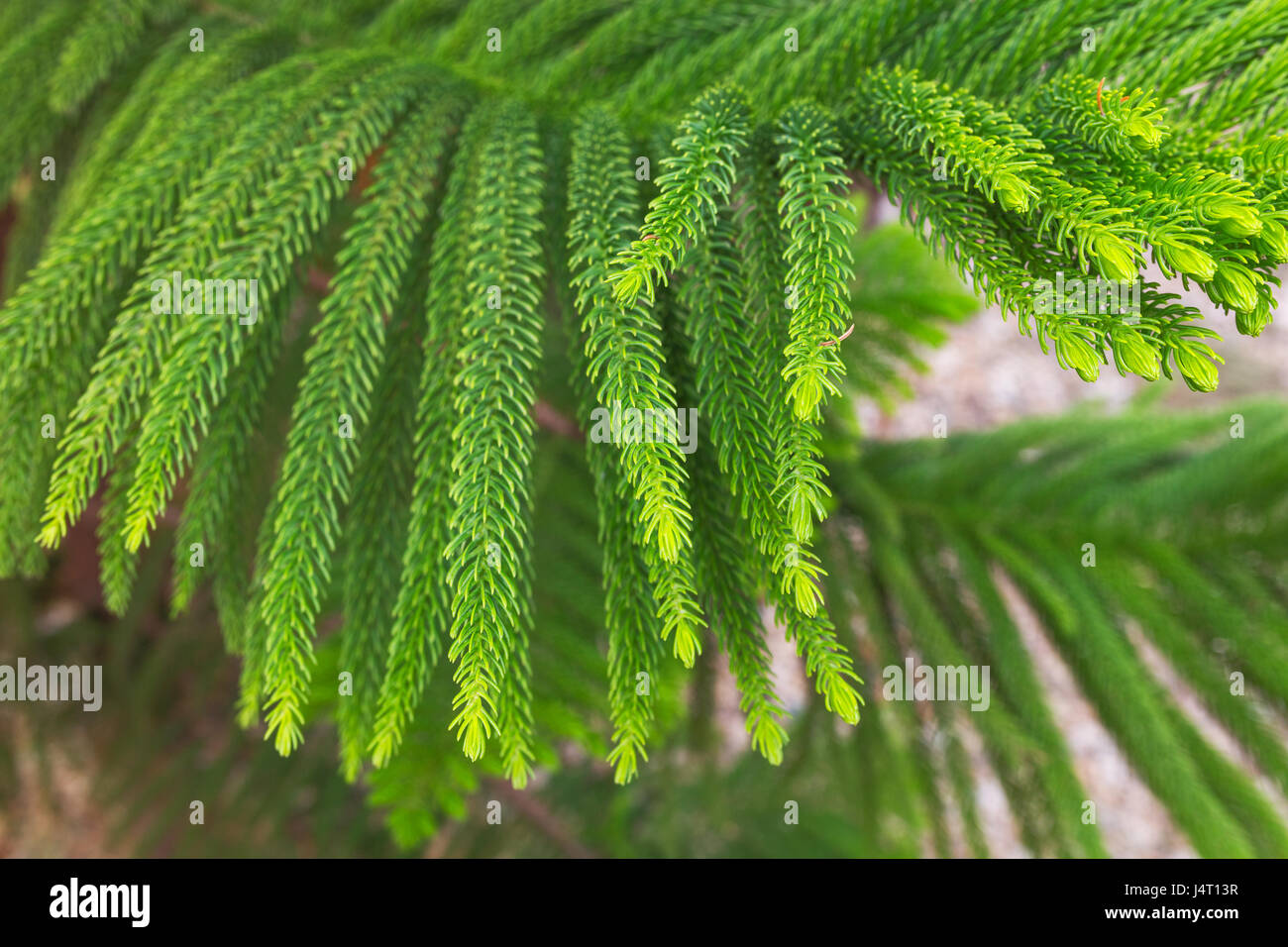 Norfolk Insel Pine (Araucaria Heterophylla, Araucaria Excelsa), Zweig, Marokko Stockfoto