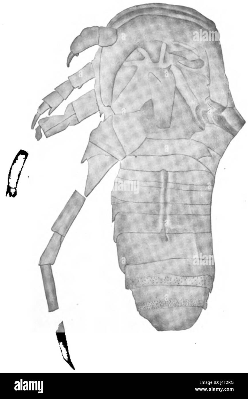 Die Eurypterida of New York bezieht sich auf eine Untersuchung prähistorischer aquatischer Arthropoden, insbesondere der Eurypteriden, die in New York gefunden wurden. Diese Figur, Teil einer wissenschaftlichen Arbeit, stellt ein wichtiges Exemplar oder Fossil dar, das Licht auf die alten Meereslebewesen aus der Silurzeit wirft. Stockfoto