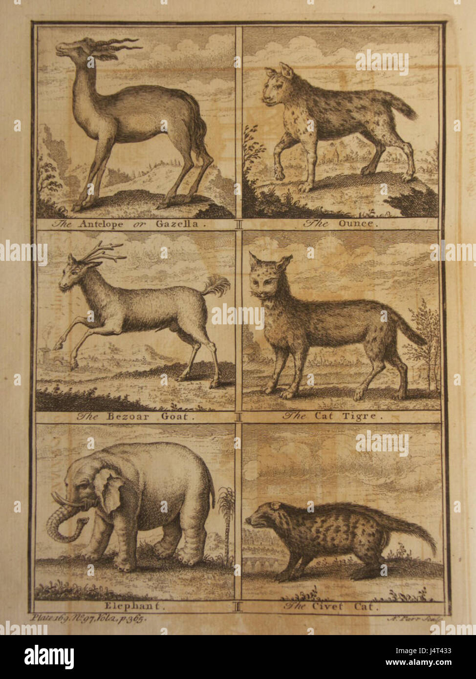 Xanimals scheint sich auf ein Konzept oder einen Titel zu beziehen, das sich wahrscheinlich auf Tiere bezieht, sei es in der Kunst, Literatur oder Forschung, die Darstellungen von Tieren in verschiedenen Zusammenhängen beinhalten. Stockfoto