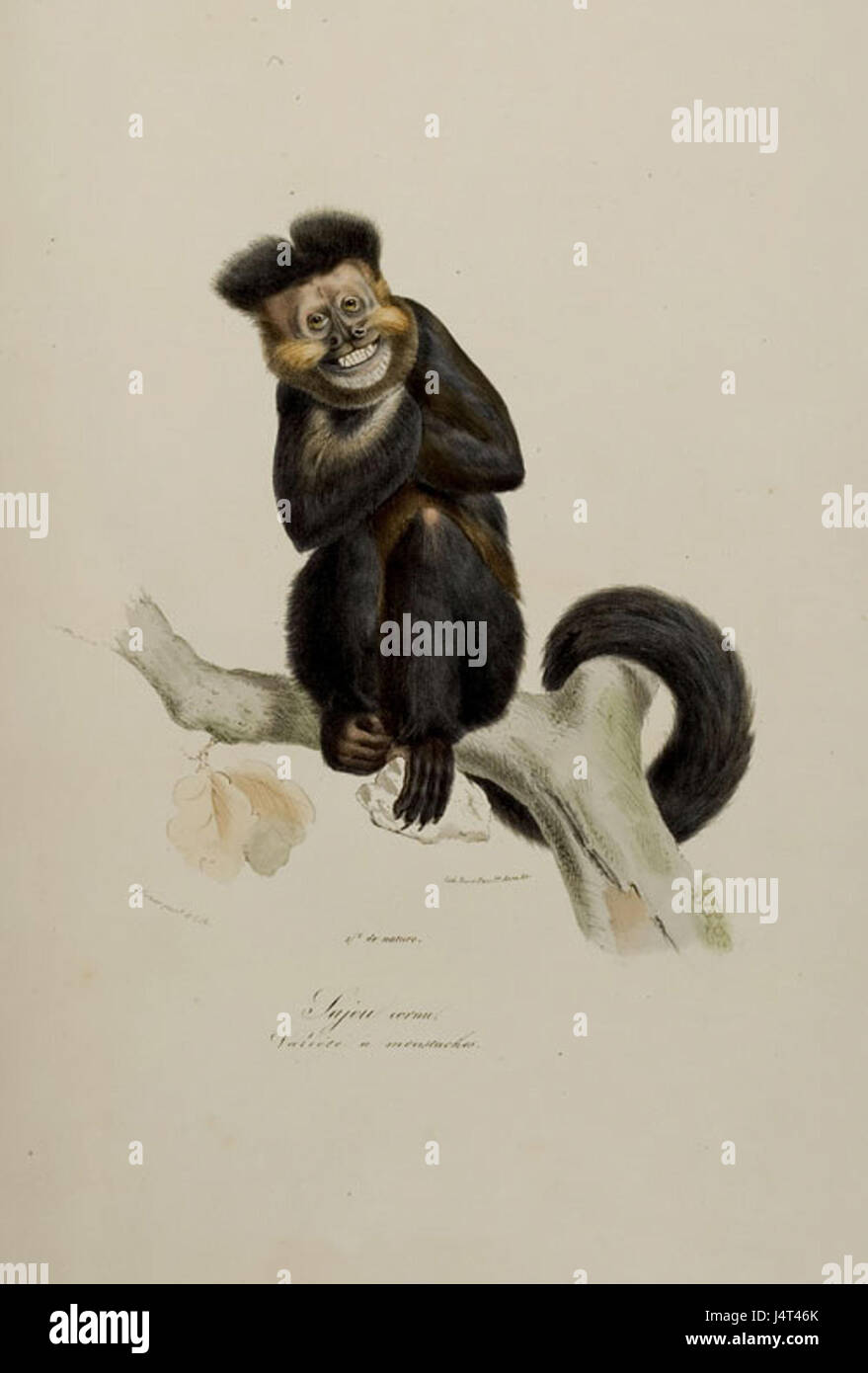 Der getuftete Kapuziner (*Sapajus apella*) ist eine in Südamerika heimische Affenart, die sich durch sein charakteristisches getuftetes Fell am Kopf und sein soziales, intelligentes Verhalten auszeichnet. Stockfoto