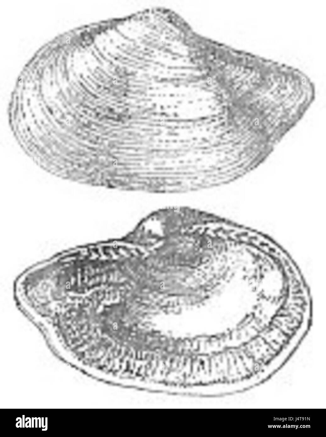 Holz 1 X 14 Portlandia arctica Stockfoto