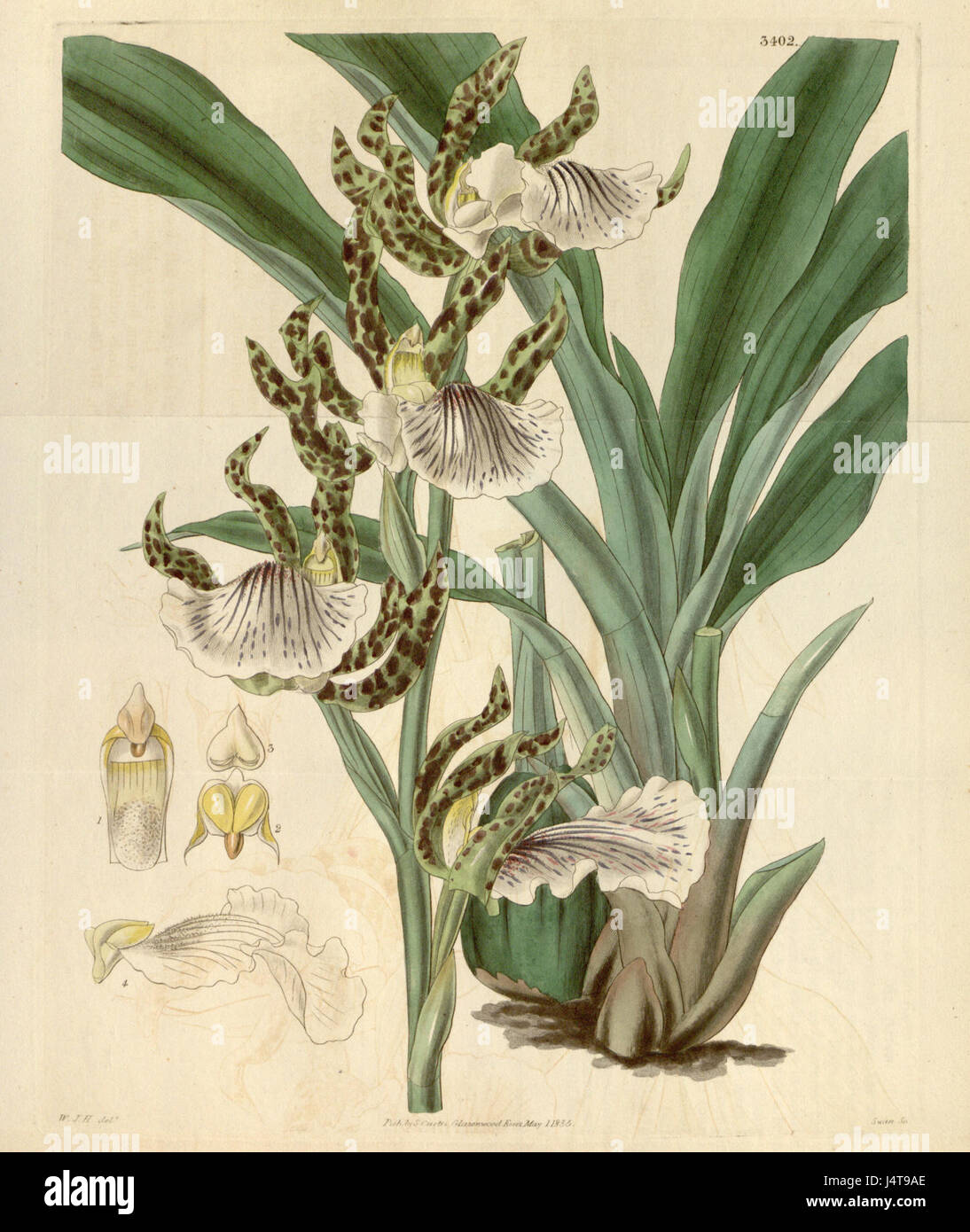 Zygopetalum maculatum, auch bekannt als Zygopetalum mackayi, ist eine Orchideenart, die 1835 erstmals von Curtis dokumentiert wurde. Diese Pflanze ist bekannt für ihre einzigartigen gefleckten Blütenblätter und kommt in tropischen Regionen vor. Stockfoto